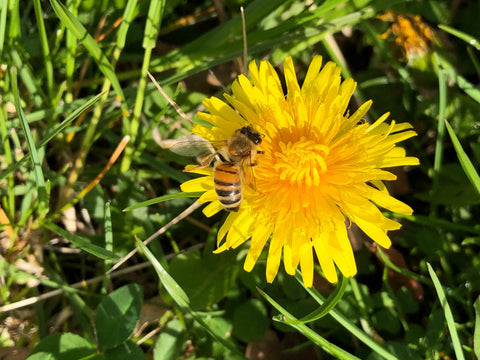 Honey and Sustainability: How Your Choices Help Bees and the Land
